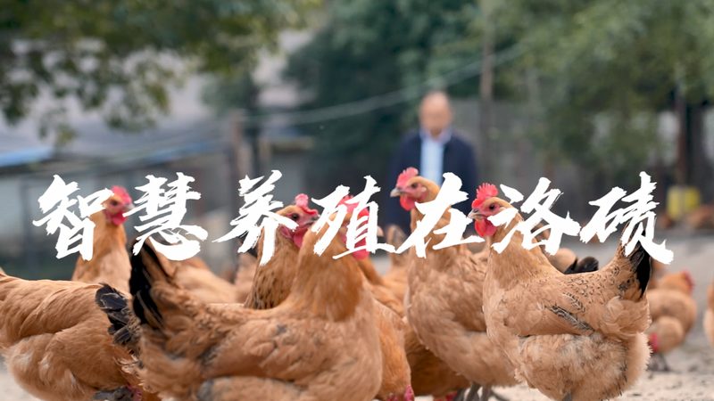 揭秘生物试剂定制服务周期：从设计到交付的幕后旅程